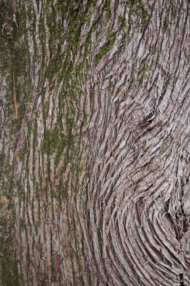 r-northern white bark2