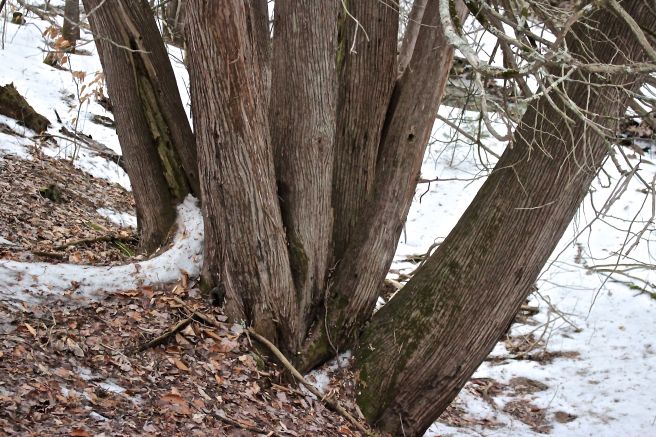 R-Northern White Cedar