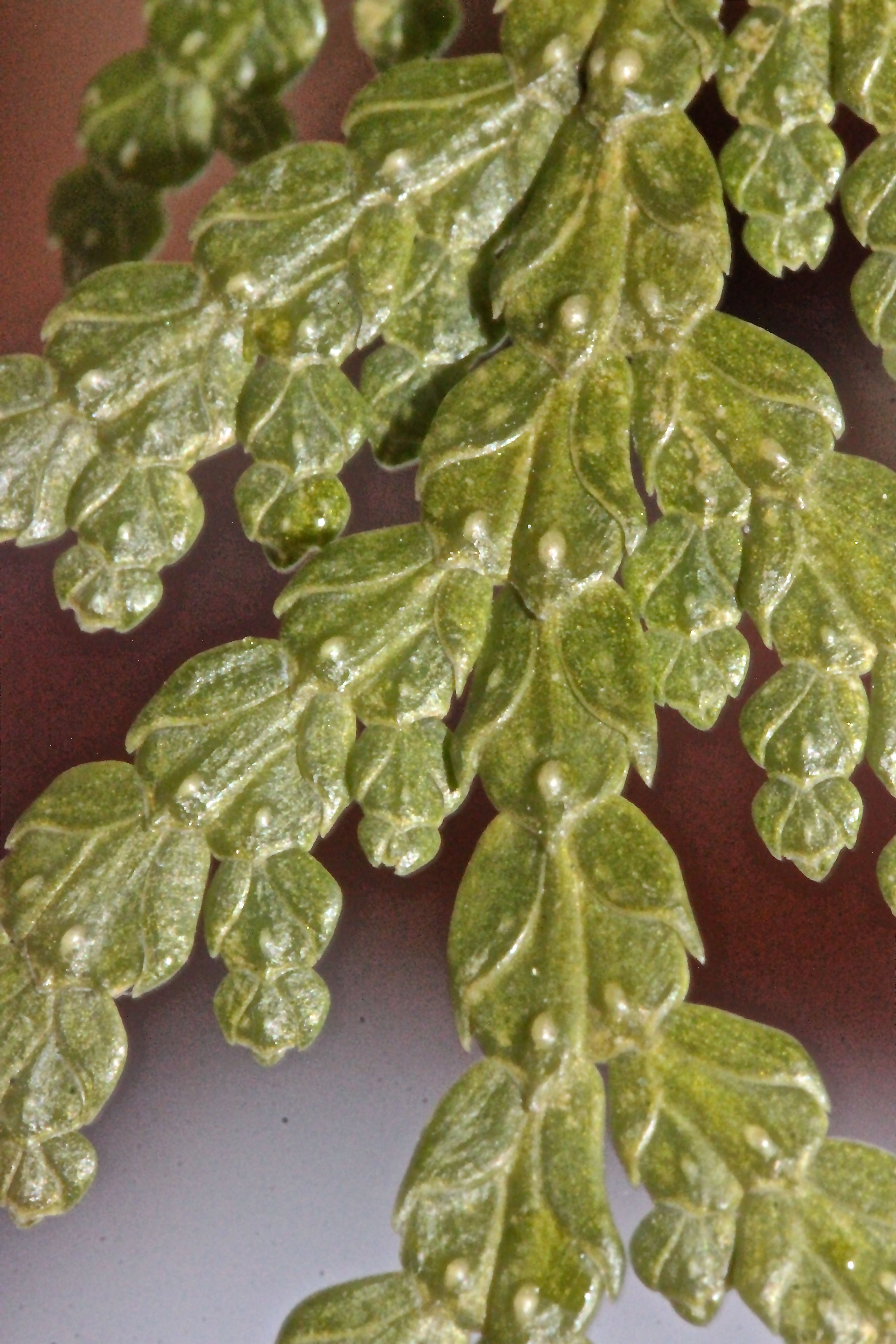r-northern white leaves