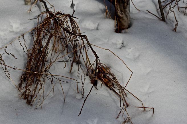 SB-hemlock grouse prints