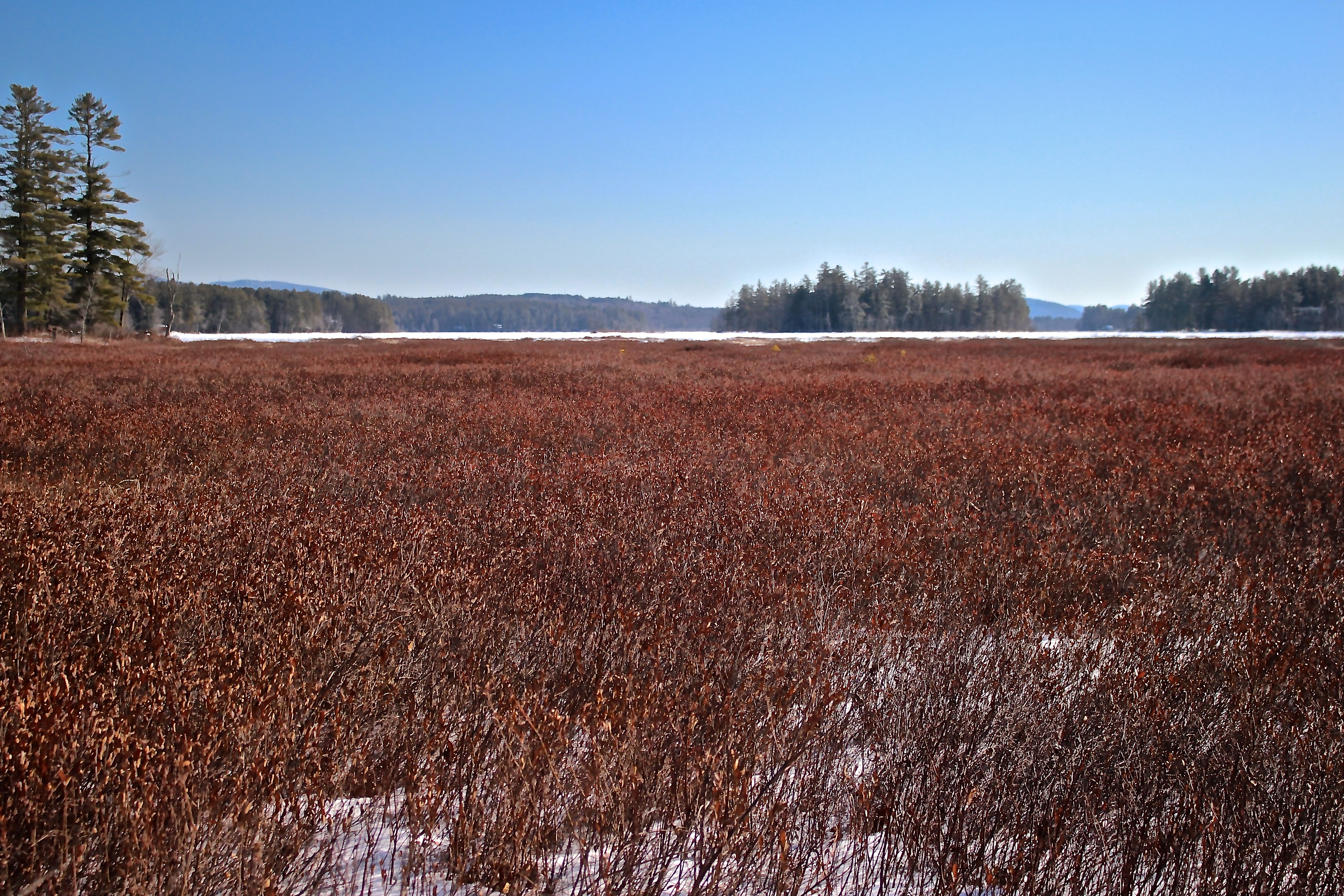SB-near outlet leatherleaf fields forever