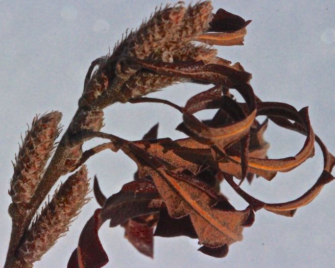 SB-sweet fern begin blue trail