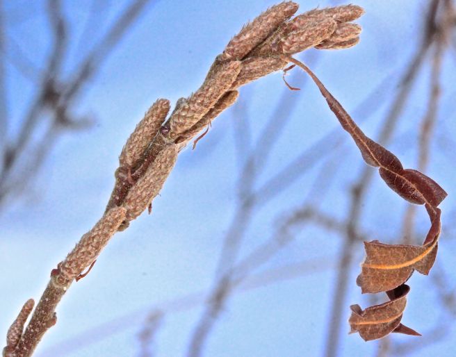 SB-sweet fern end of green trail