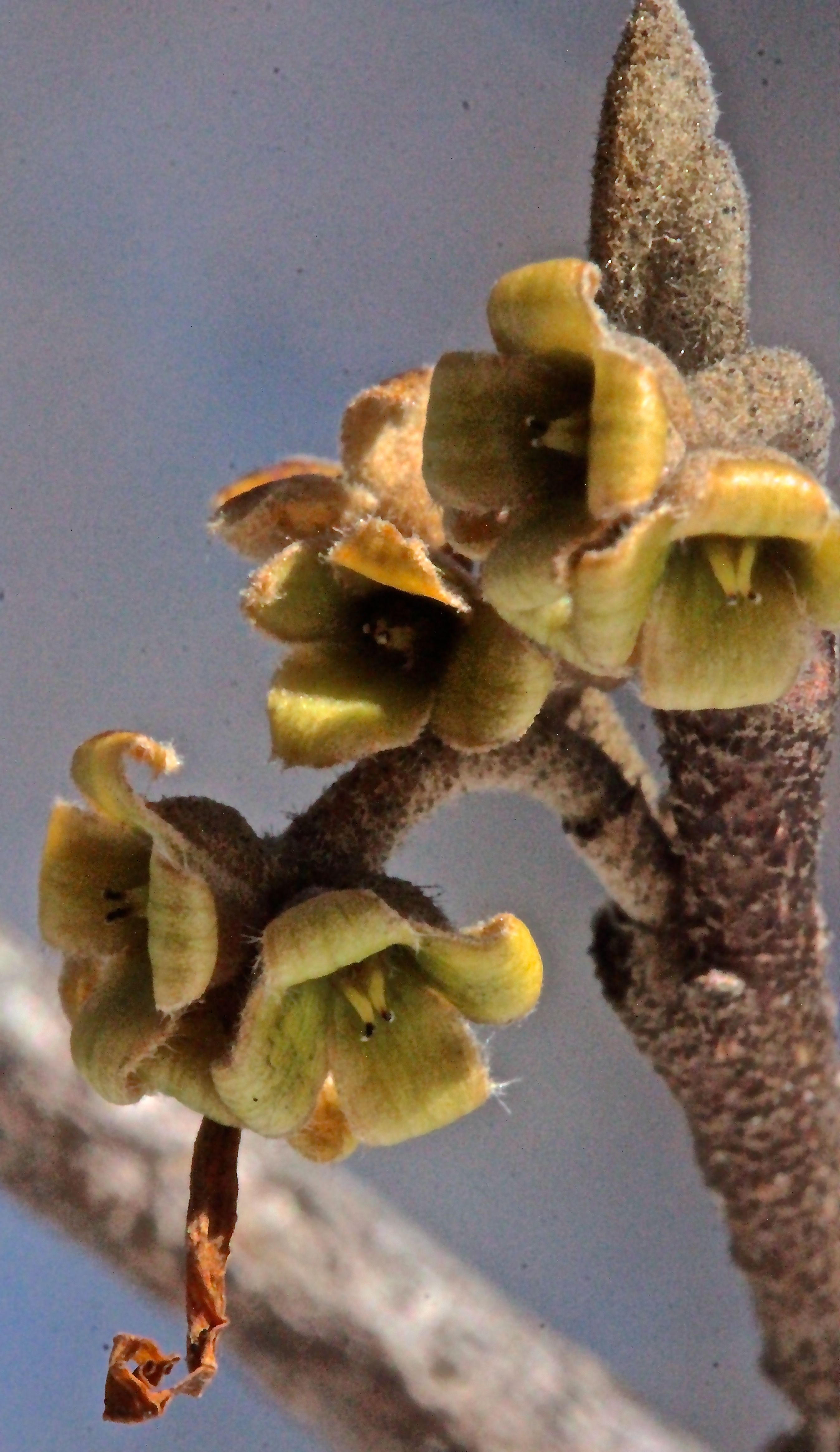 SB-witch hazel flowers