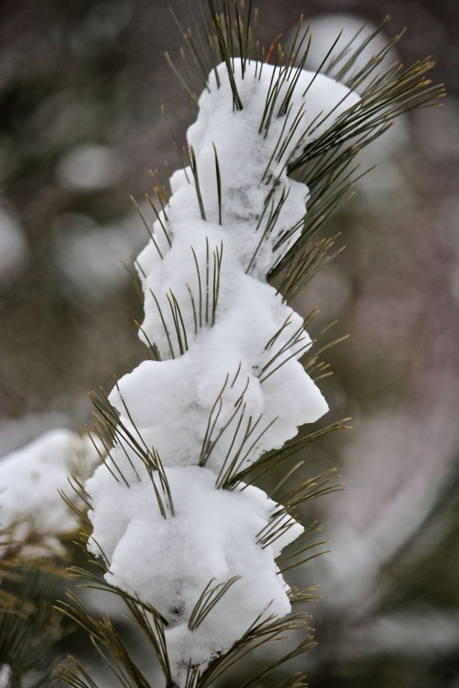 snow pine needles