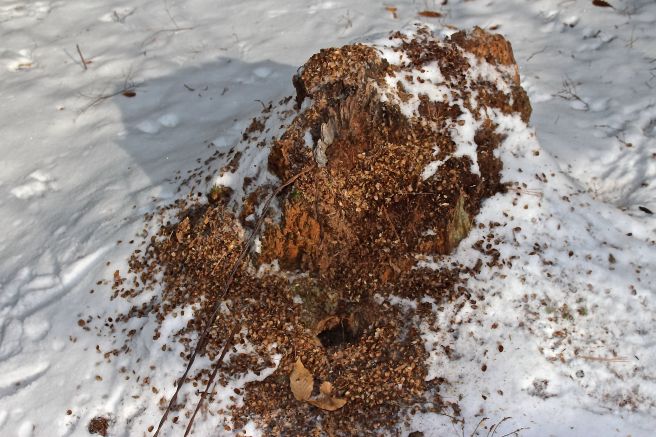 w-red squirrel--king of the castle