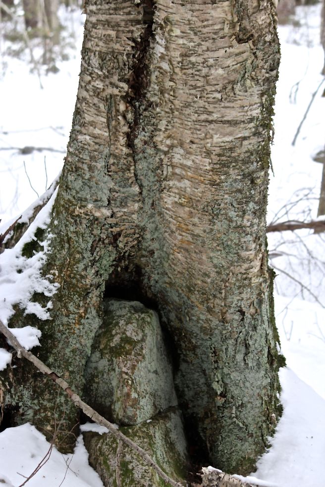 yellow birch on rock