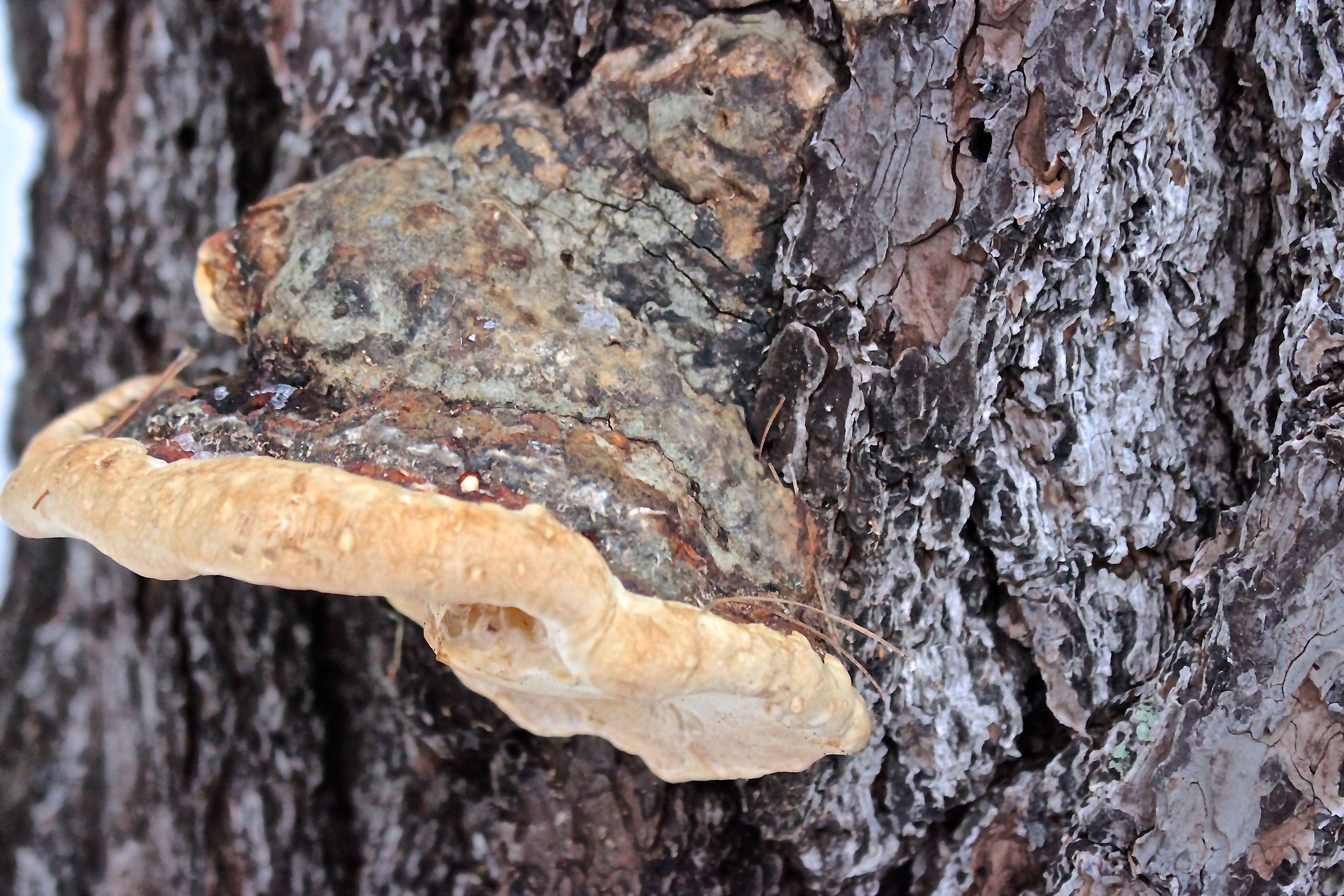a-red-belted polypore