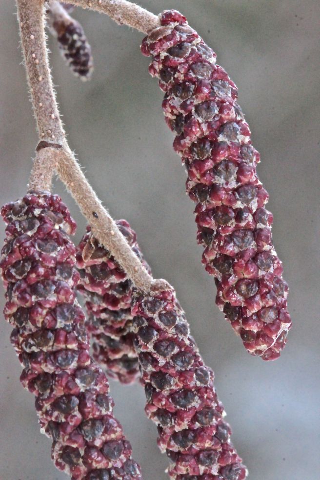 a-speckled catkins 2