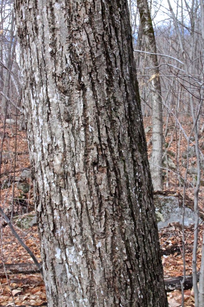 b-basswood bark