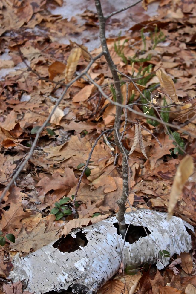 b-beech growing through paper birch bark