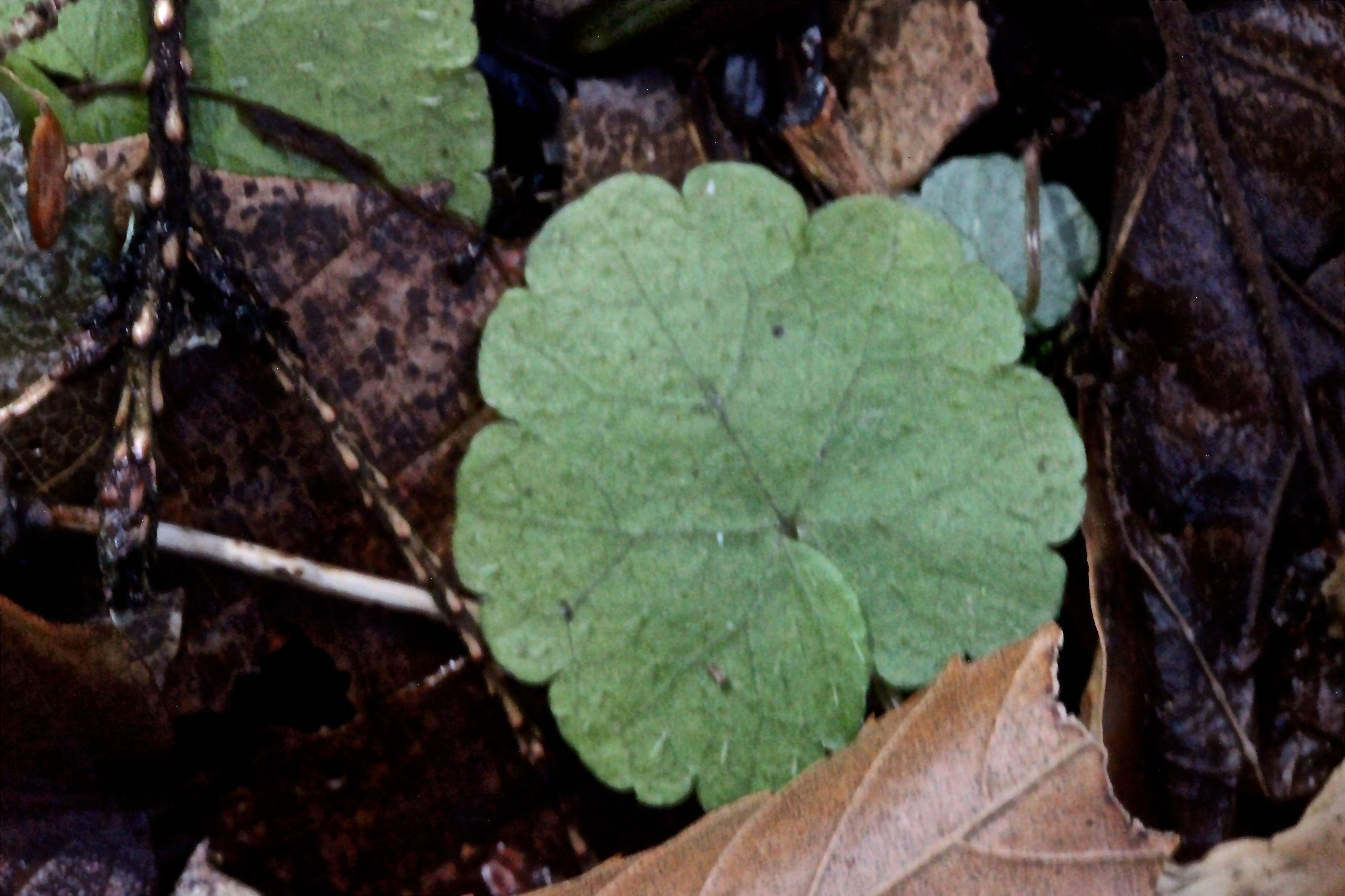 b-foamflower?