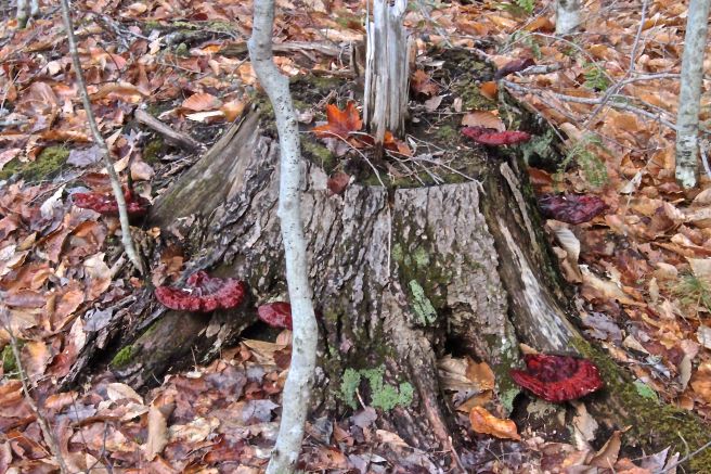 b-hemlock varnish shelf