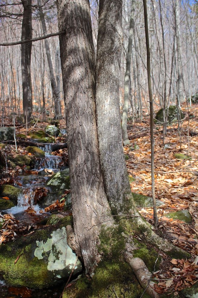 b-hemlock:hop hornbeam 2