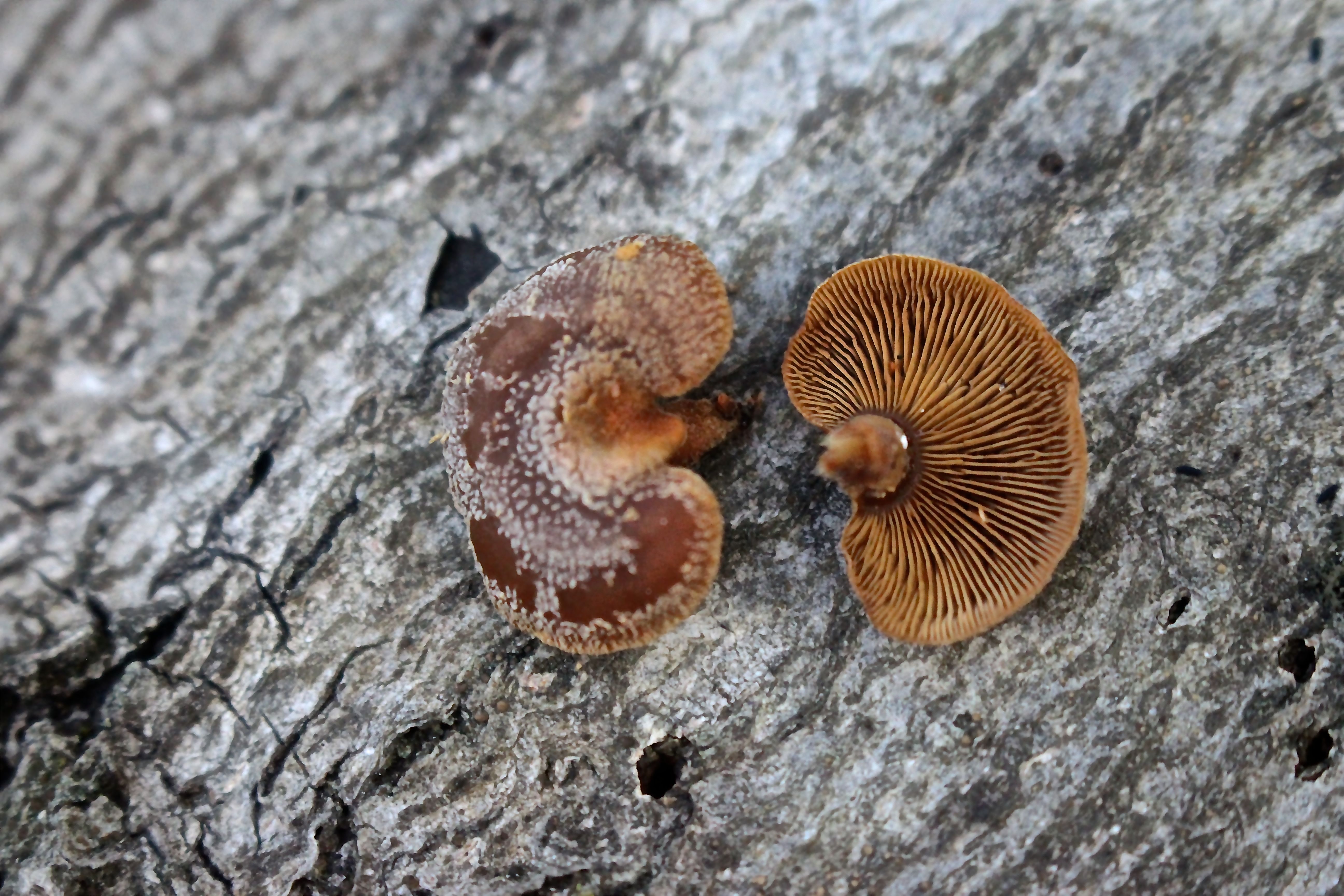 b-panellus stipticus?