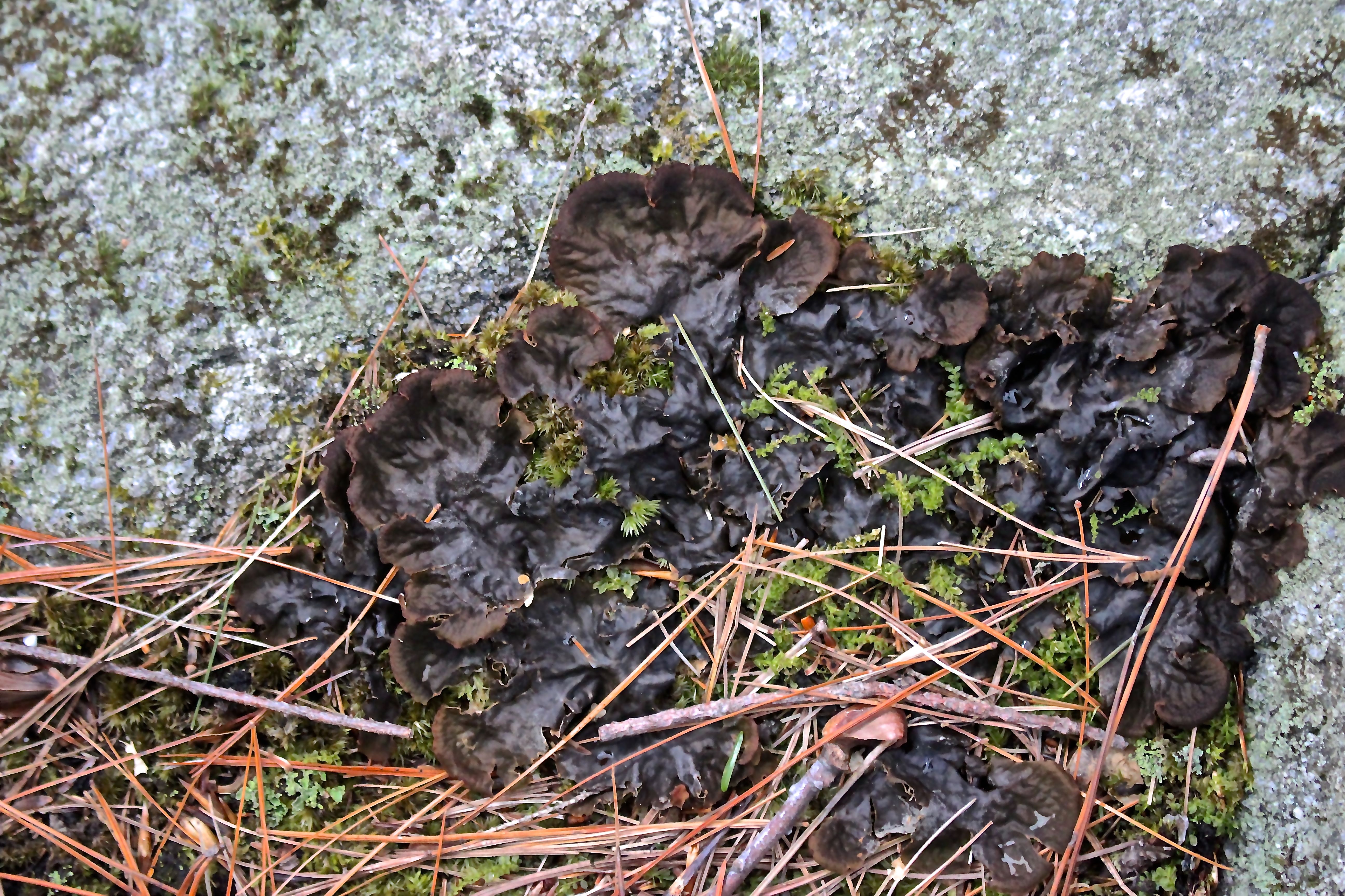 b-rock lichen