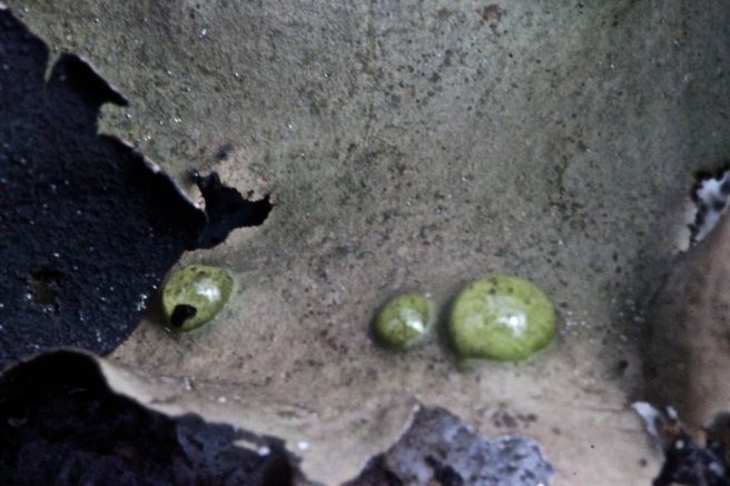 b-rock tripe water 2