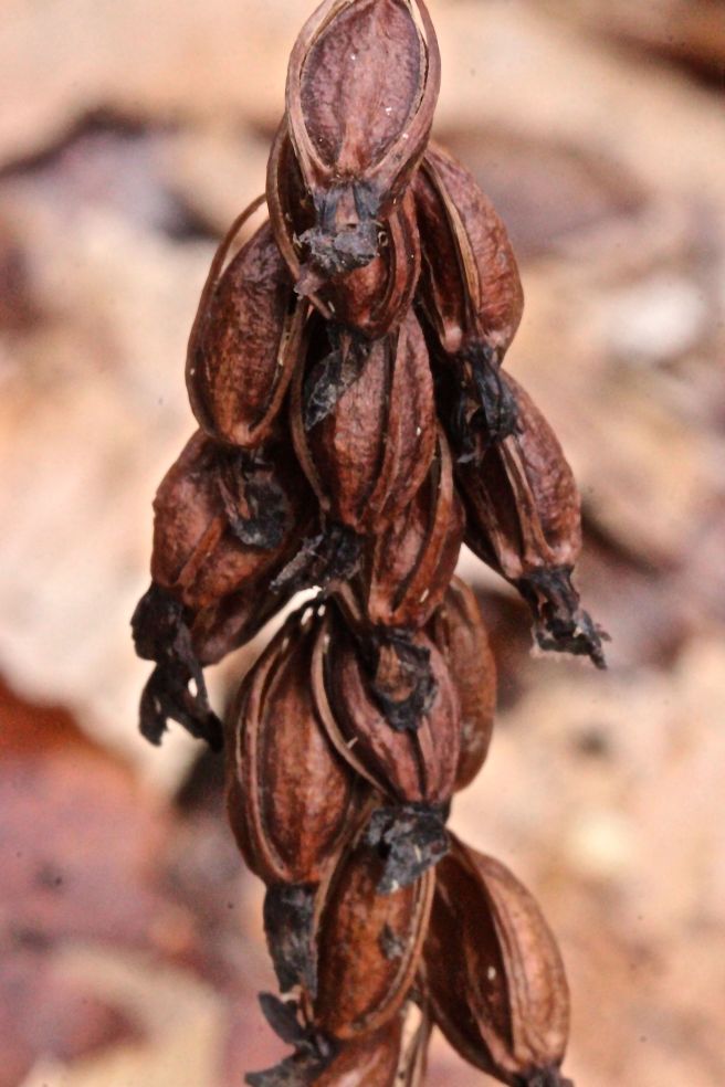 b-shinleaf, pyrola eliptica