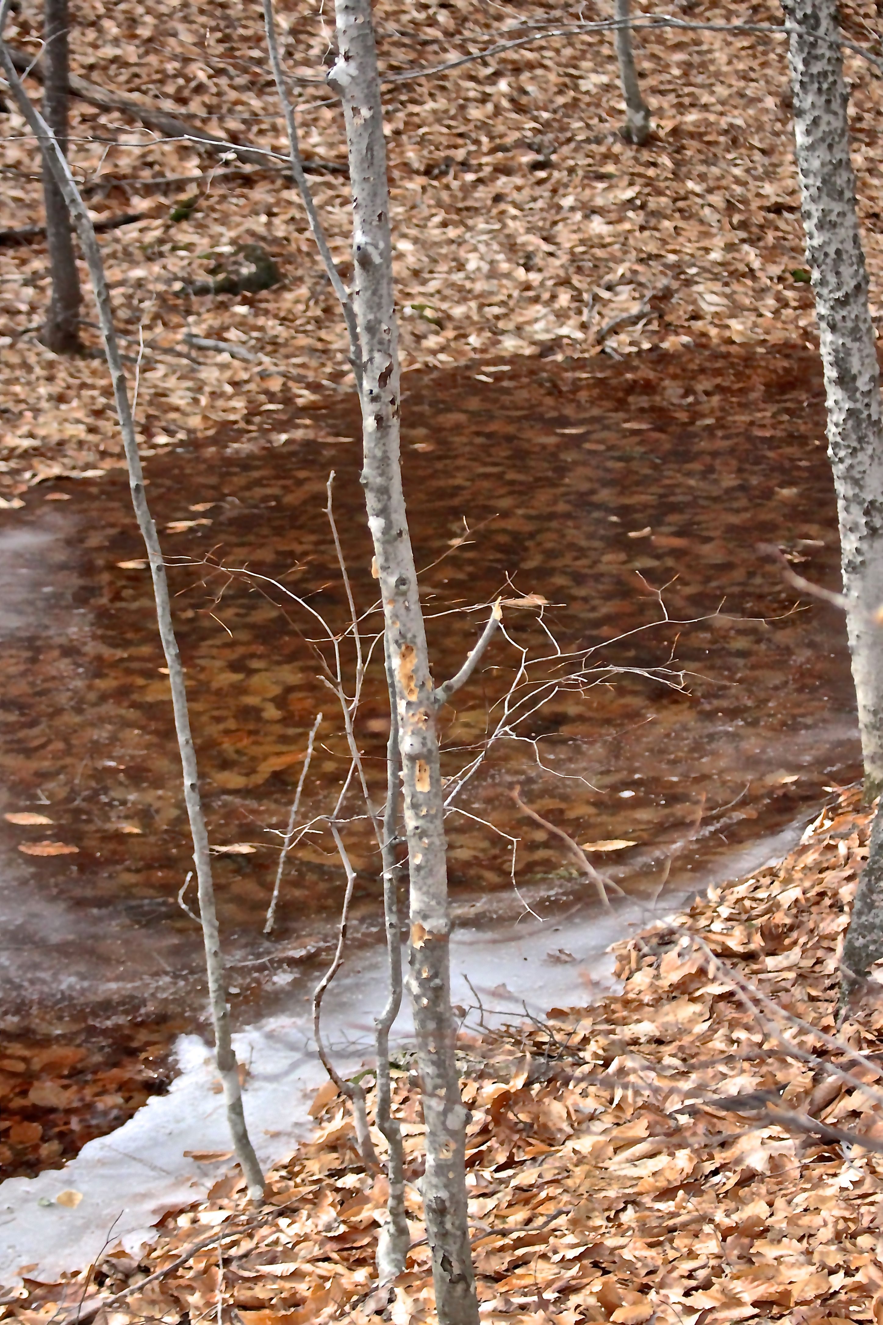 b-vernal pool