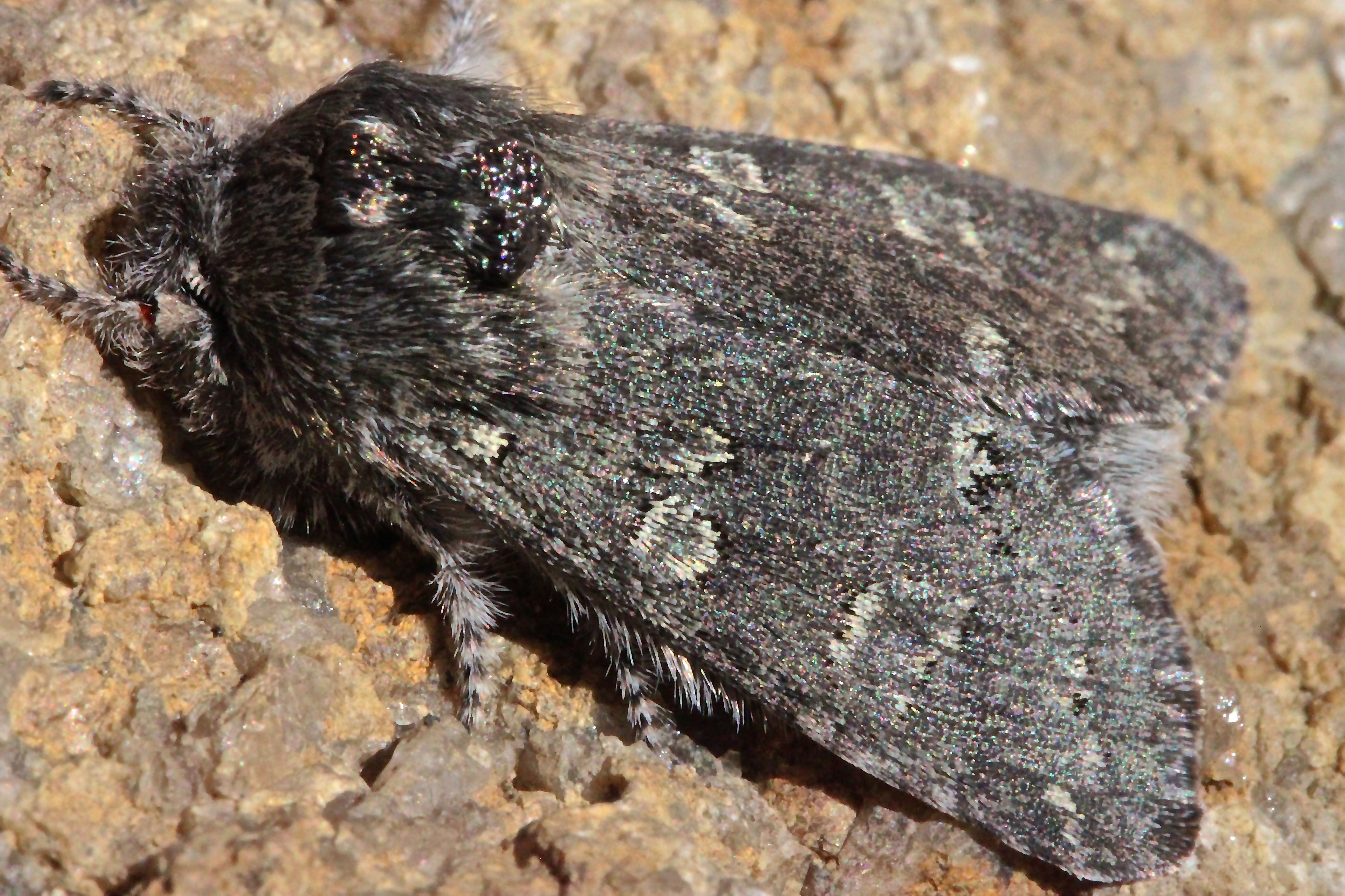 h-amos, owlet moth
