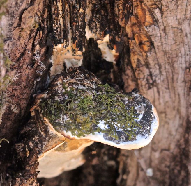 h-flat hill mossy maple