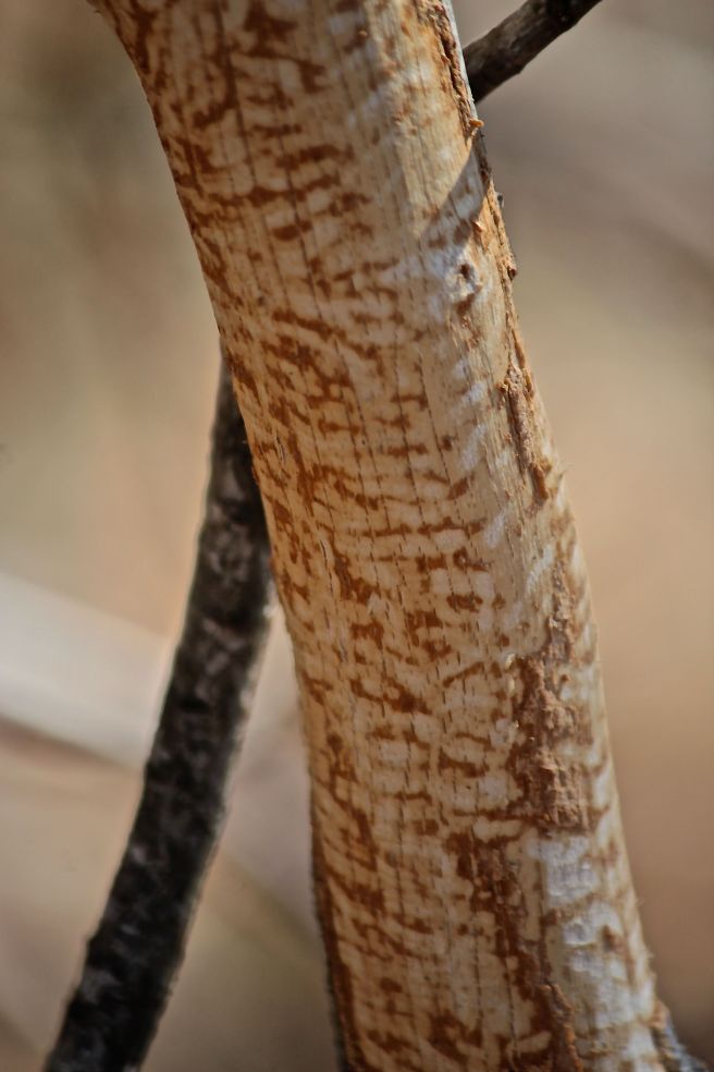 h-flat hill, porky 2