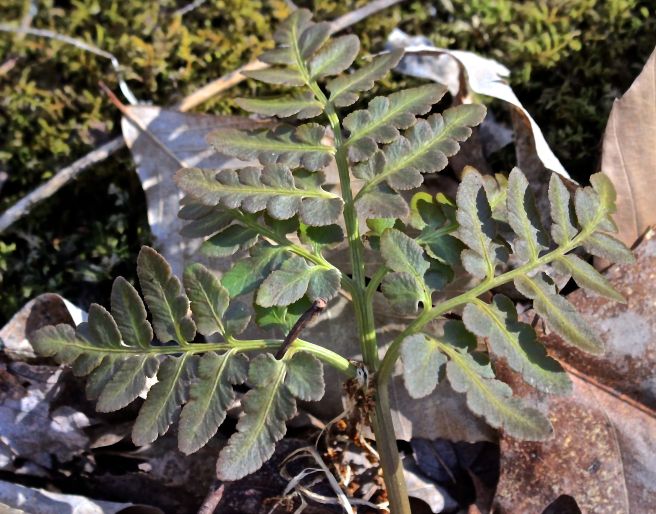 h-otter point grape fern