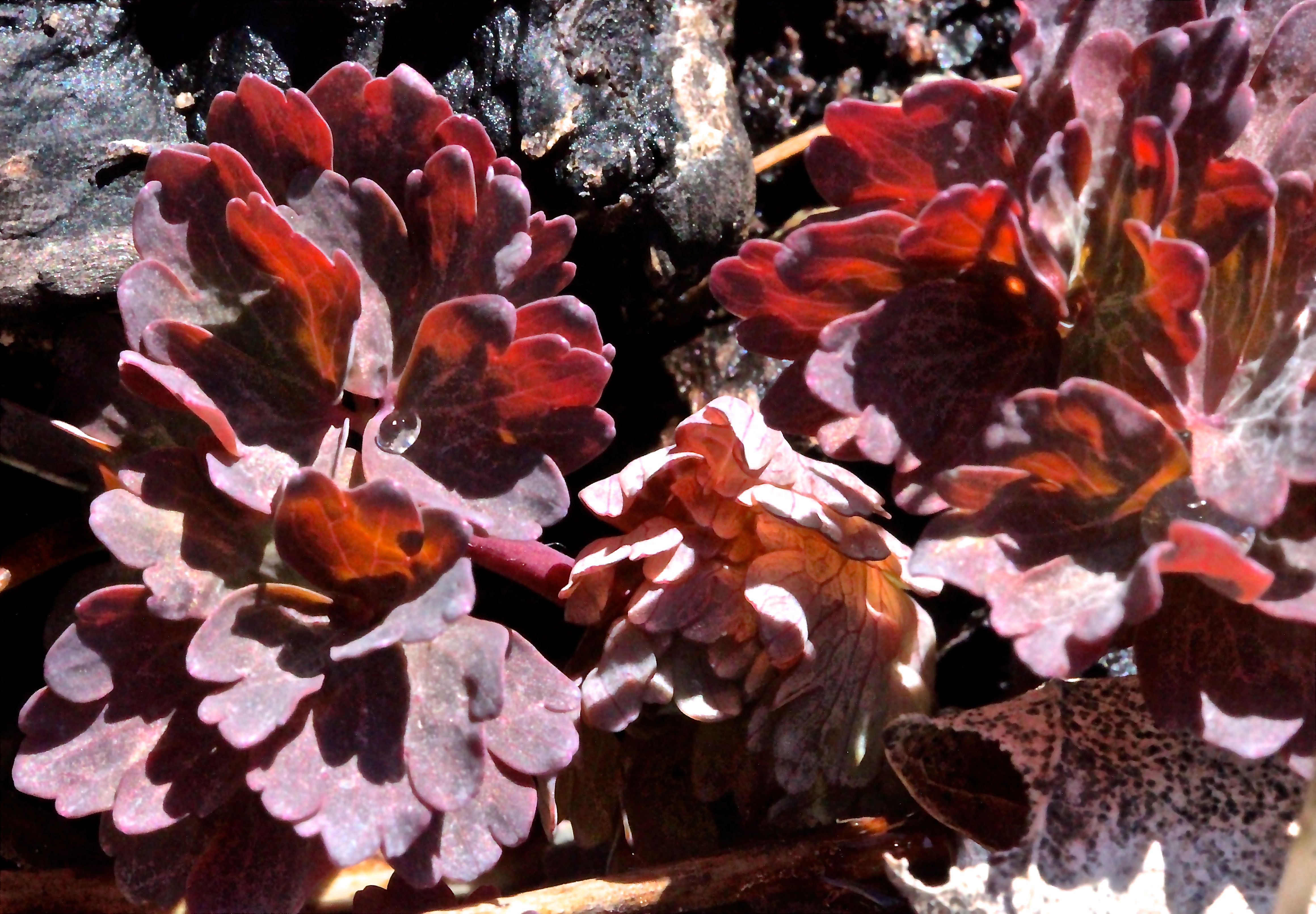 h-whiting, columbine