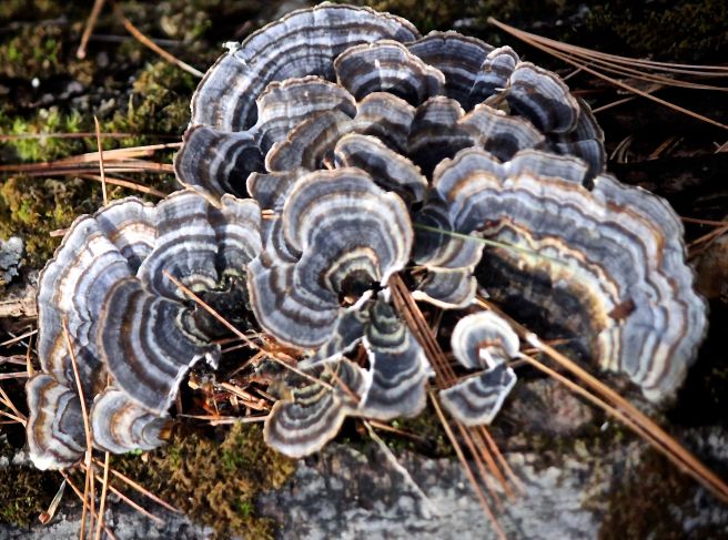 h17-turkey tail1