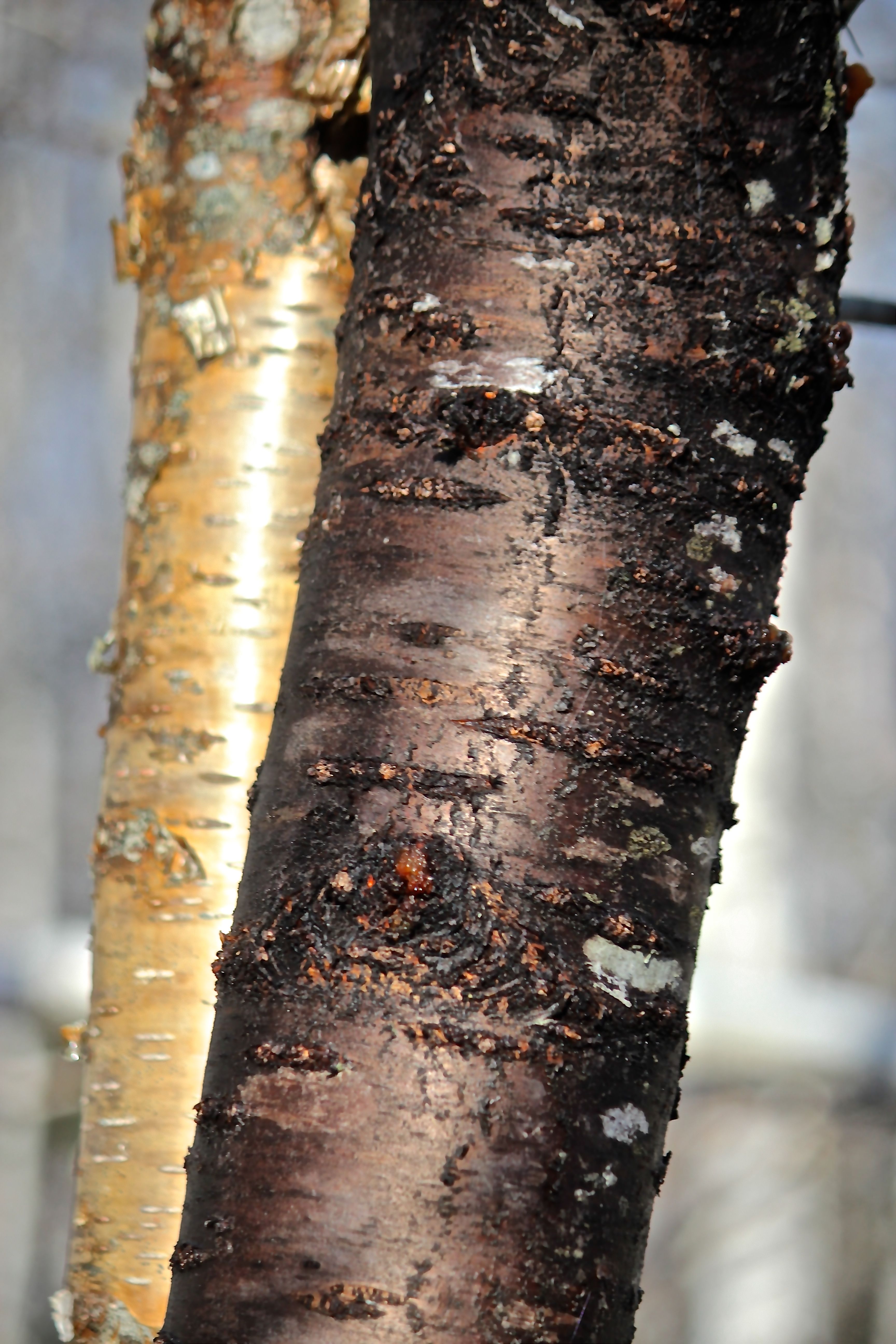 m-pin cherry warts 2