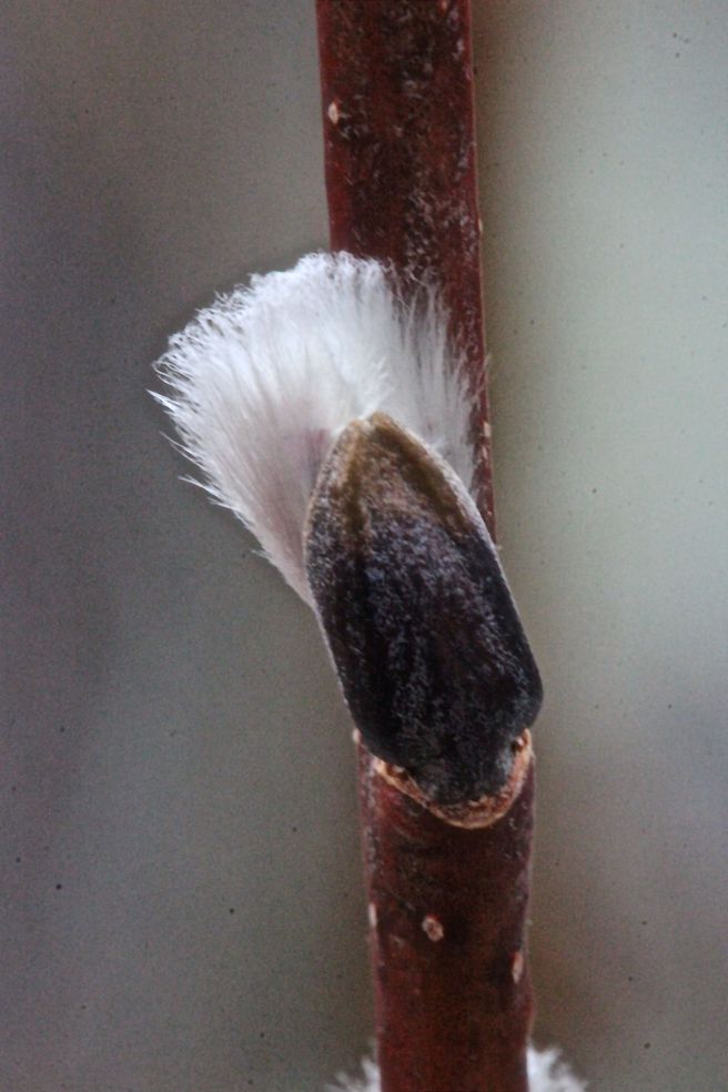 N-pussy willow 1