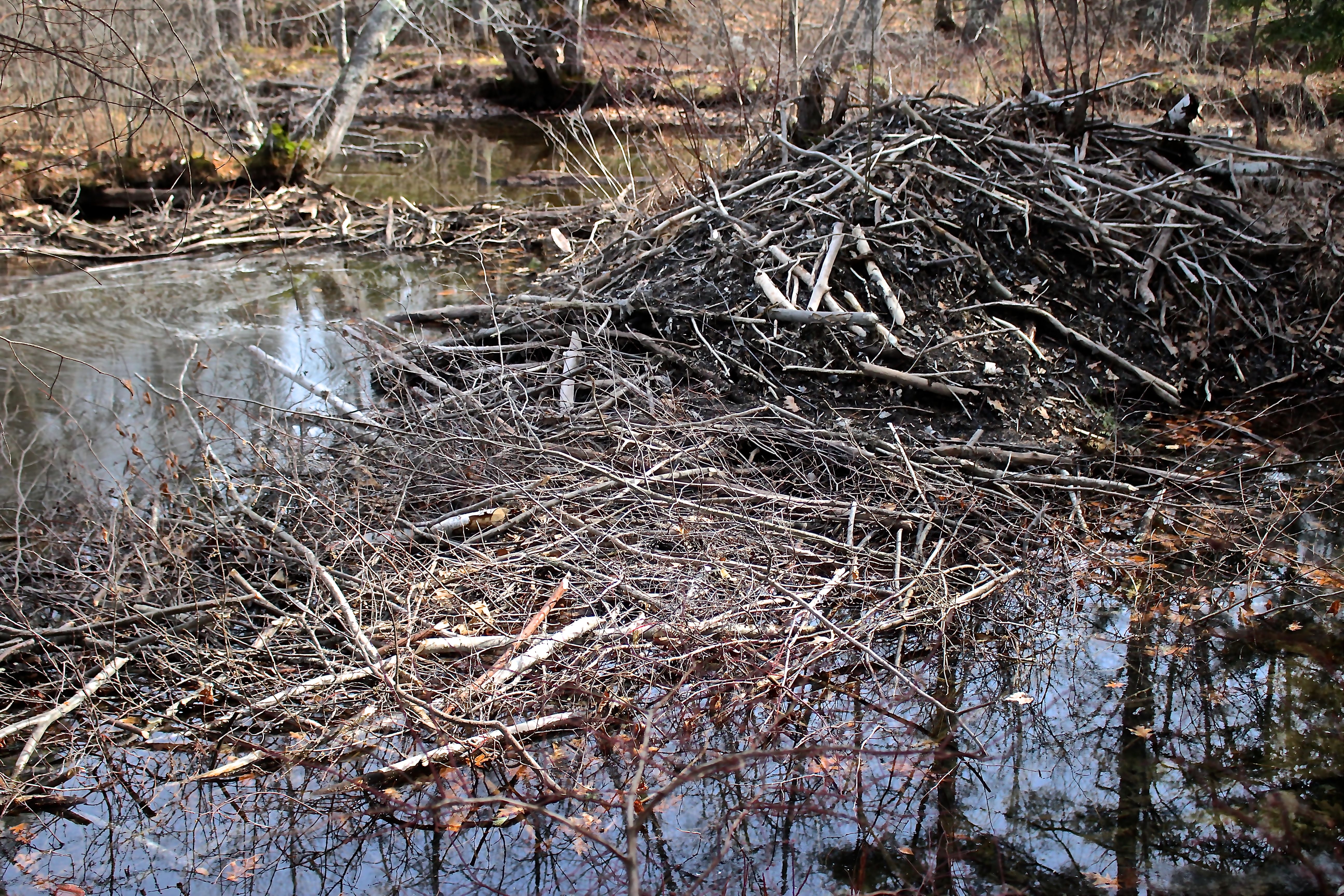 s-beaver lodge and dams