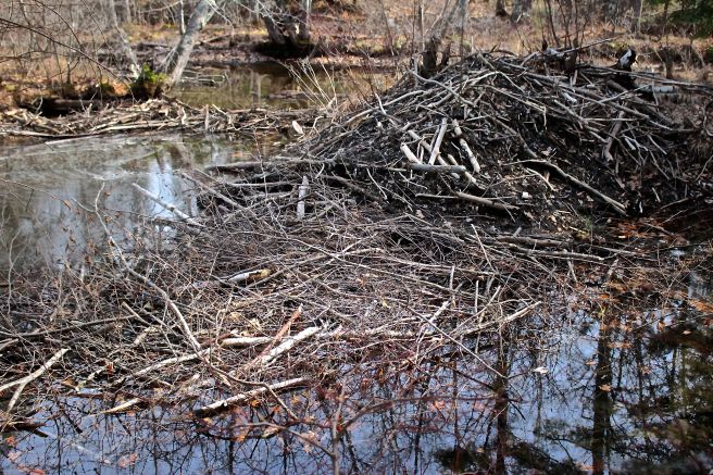 s-beaver lodge and dams