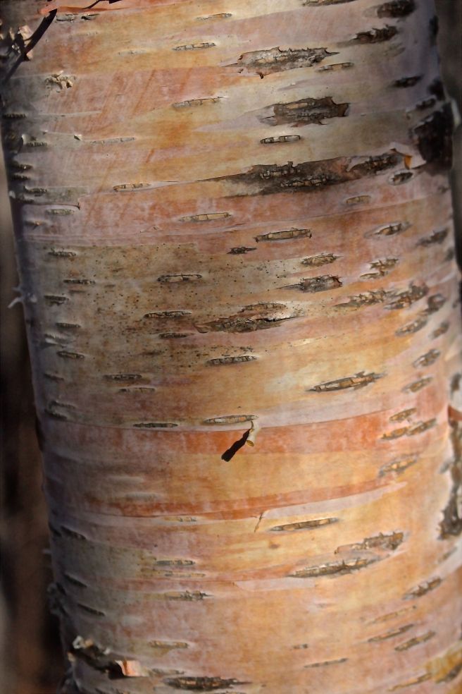 s-birch bark color