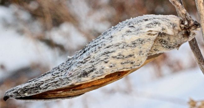 s-milkweed pod