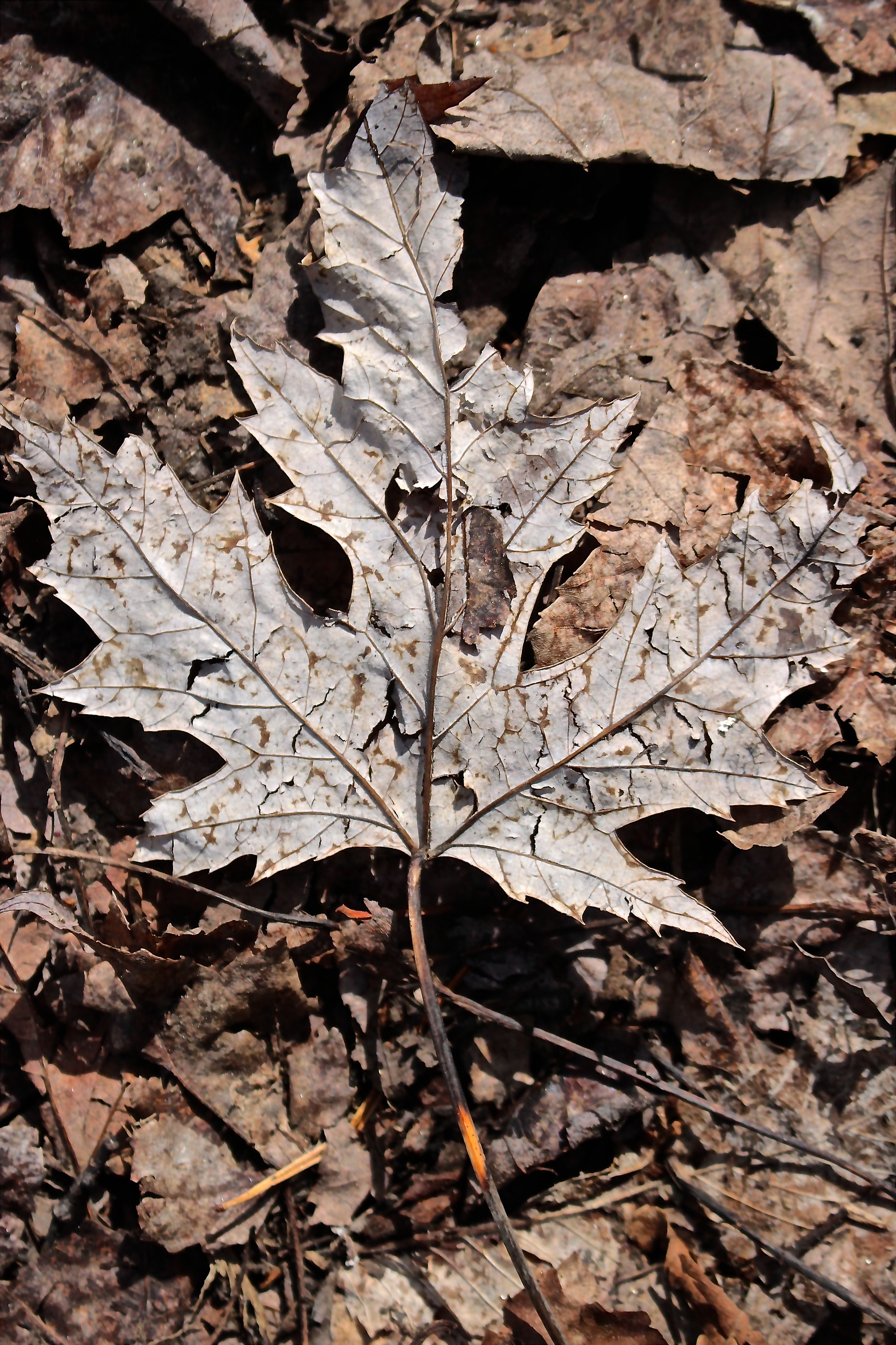 s-silver maple leaf