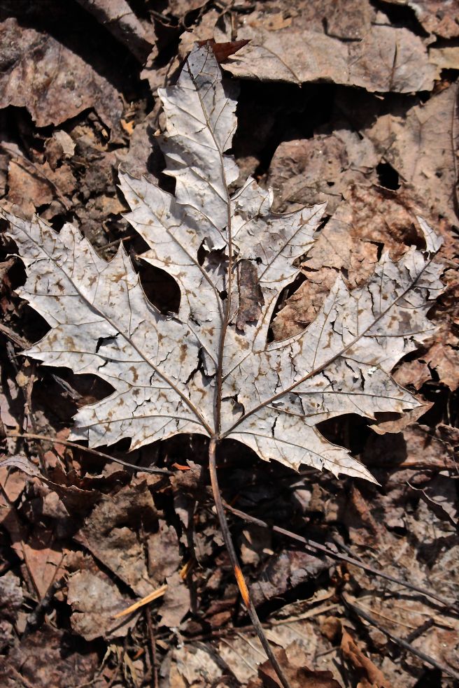 s-silver maple leaf