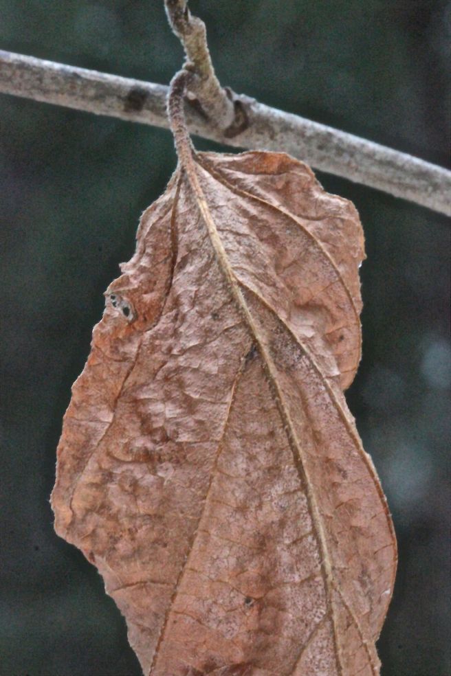 s-witch hazel leaf fuzzy