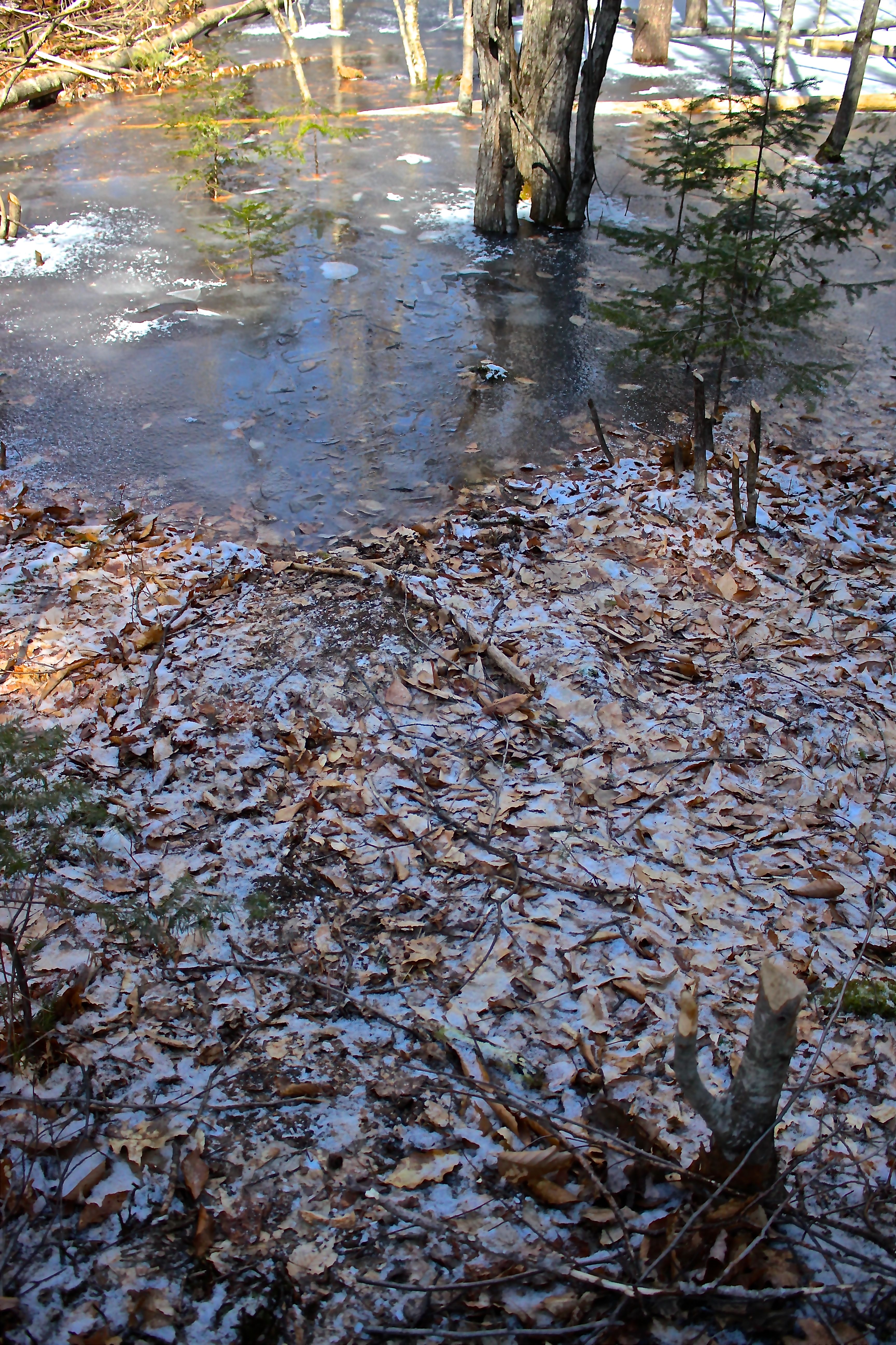b-beaver path to channel