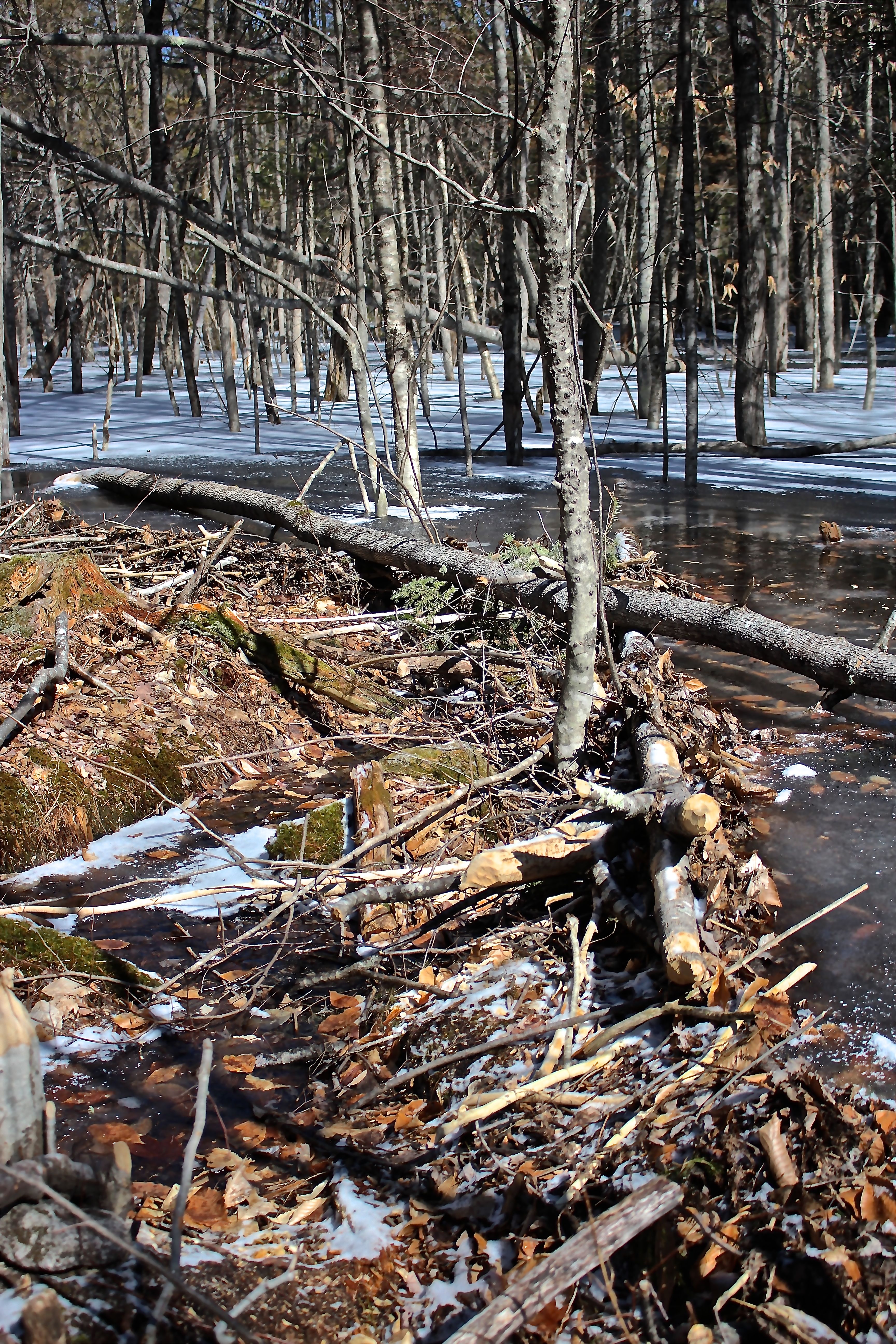 b-beginning of main dam