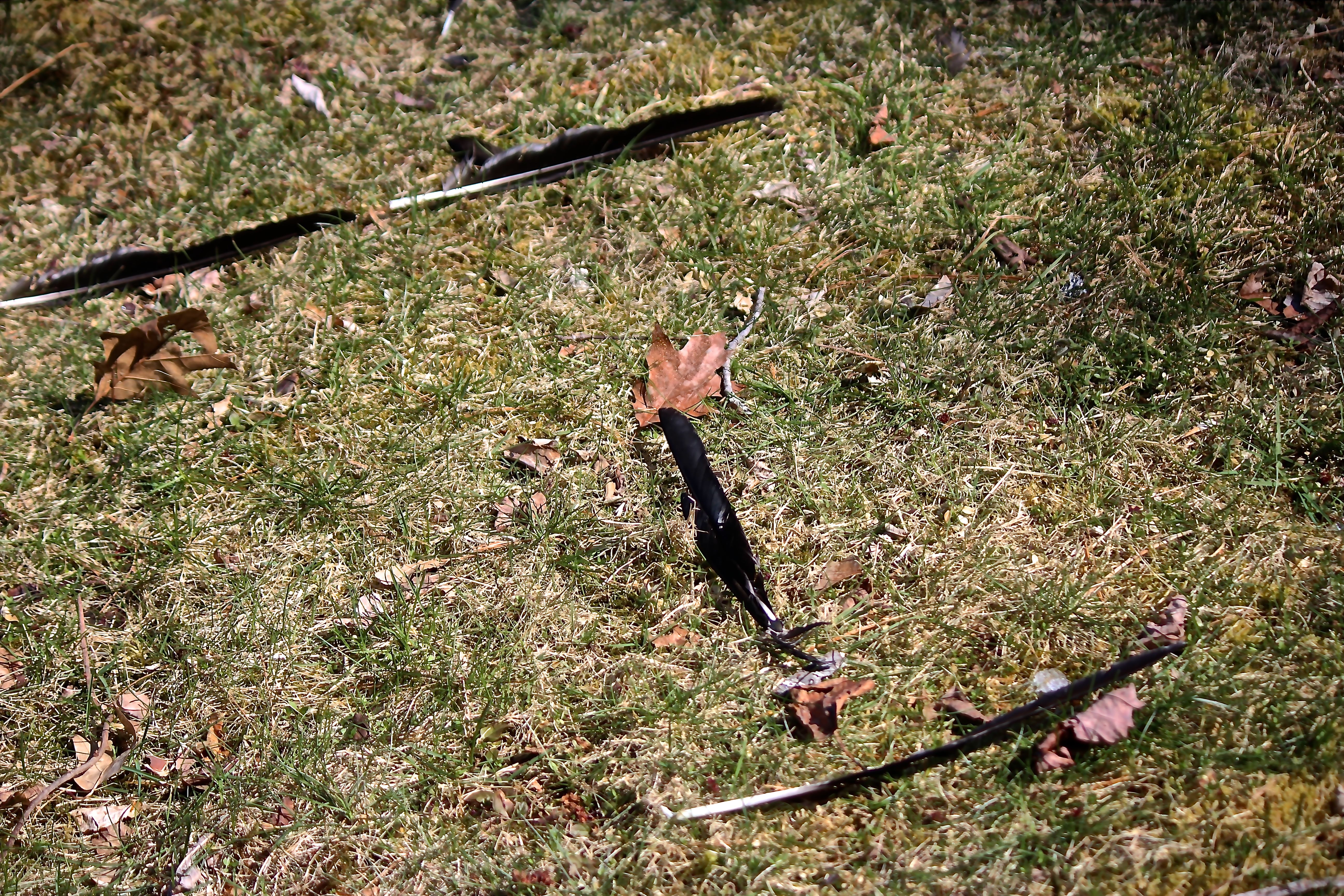 b-feathers in circle