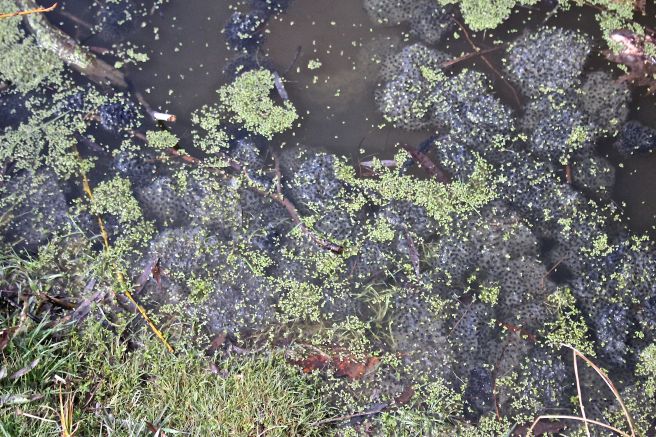 c-duck weed and egg masses