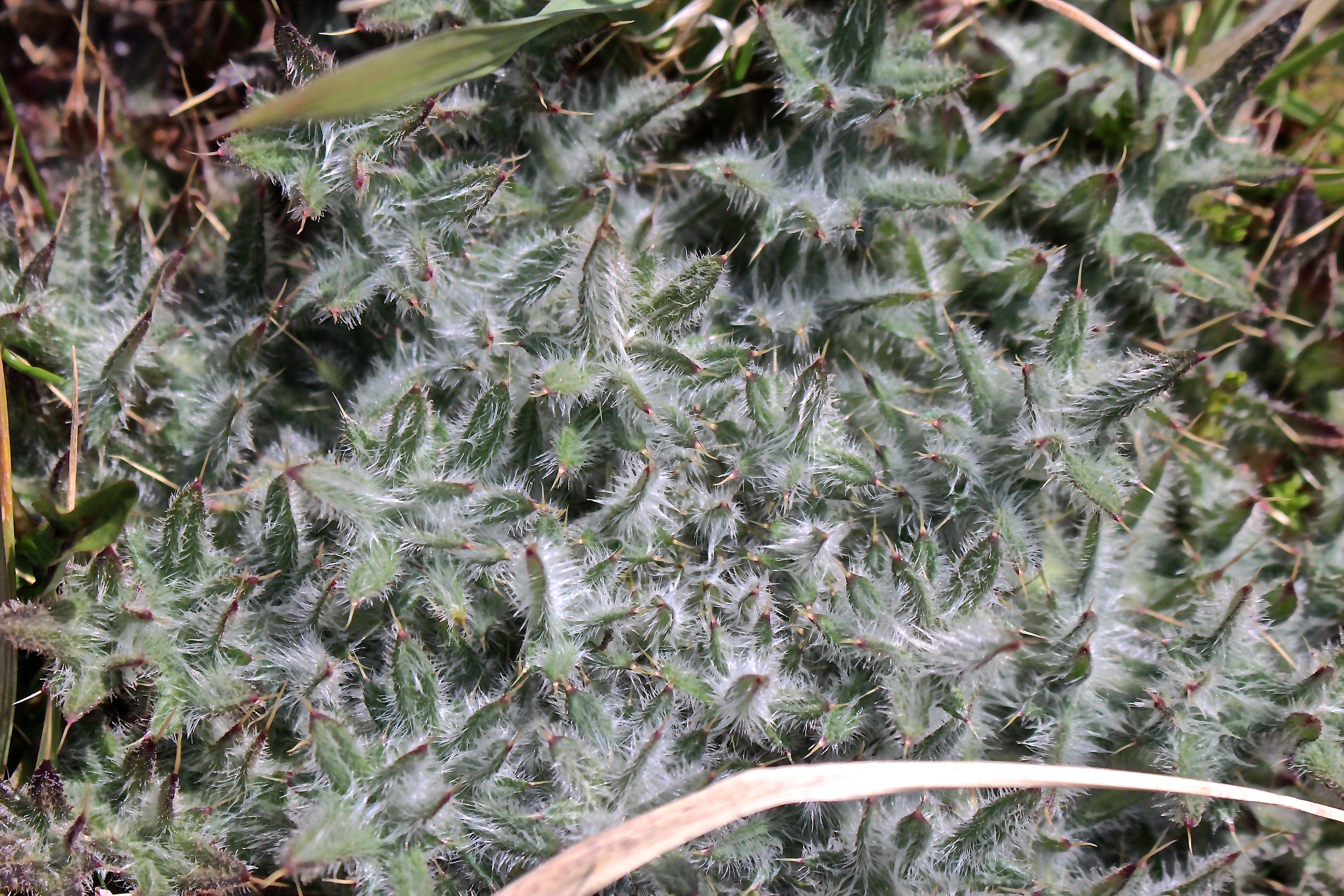 c-thistle leaves