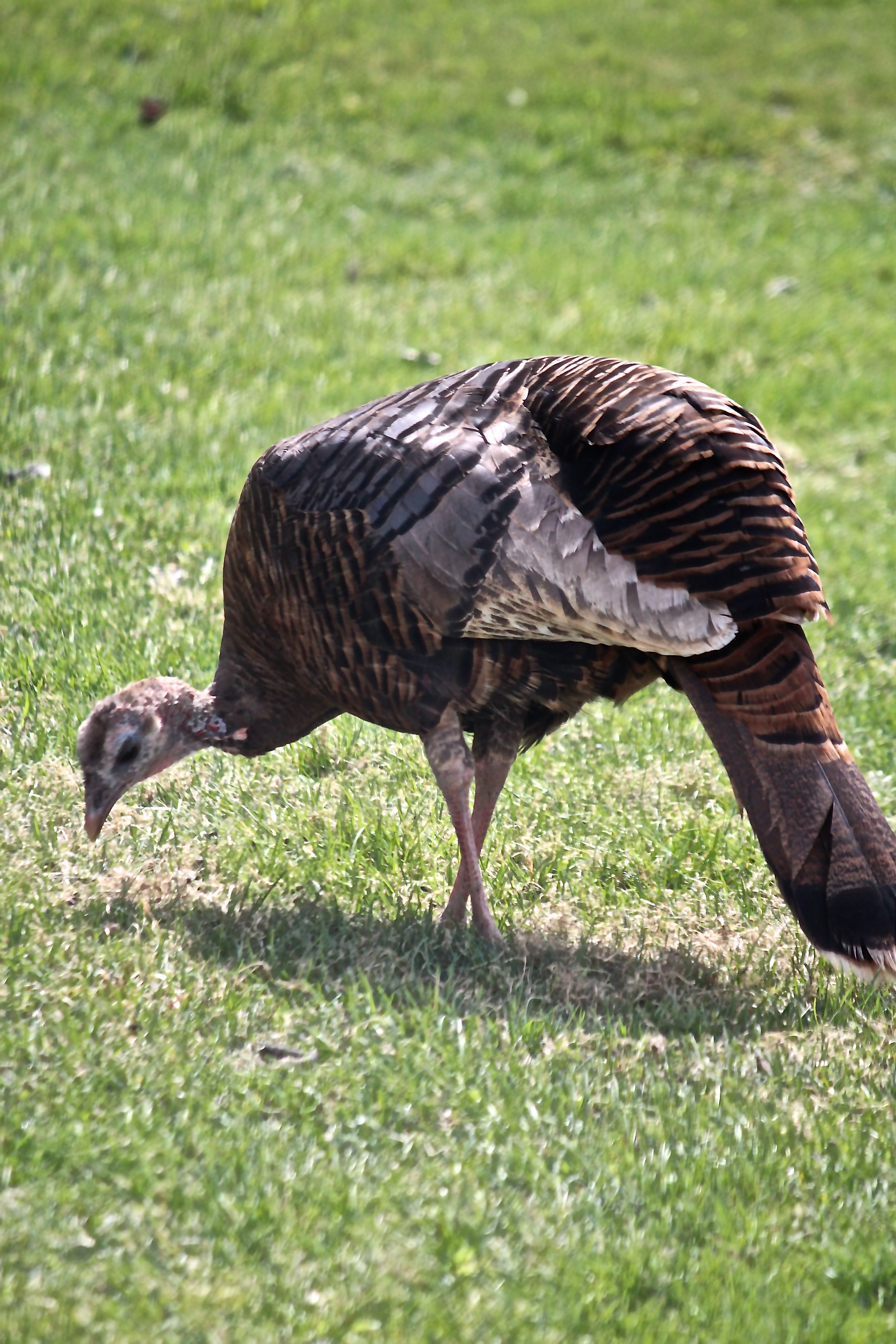 h-female turkey