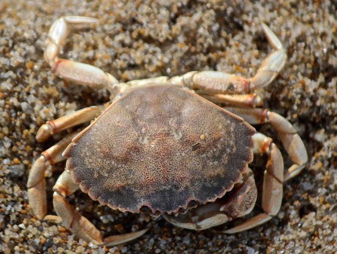 p-crab1