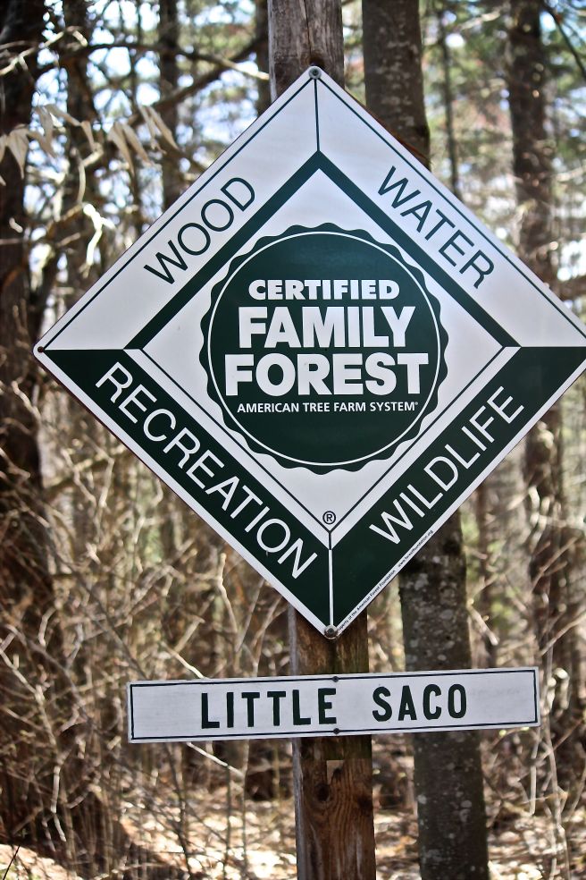 p-little saco sign