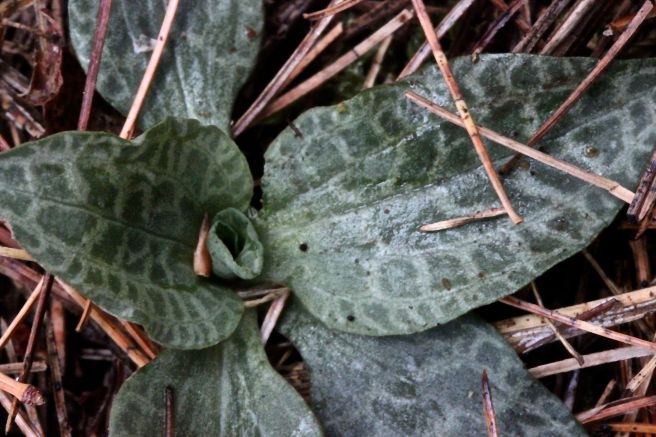 s-checkered rattlesnake