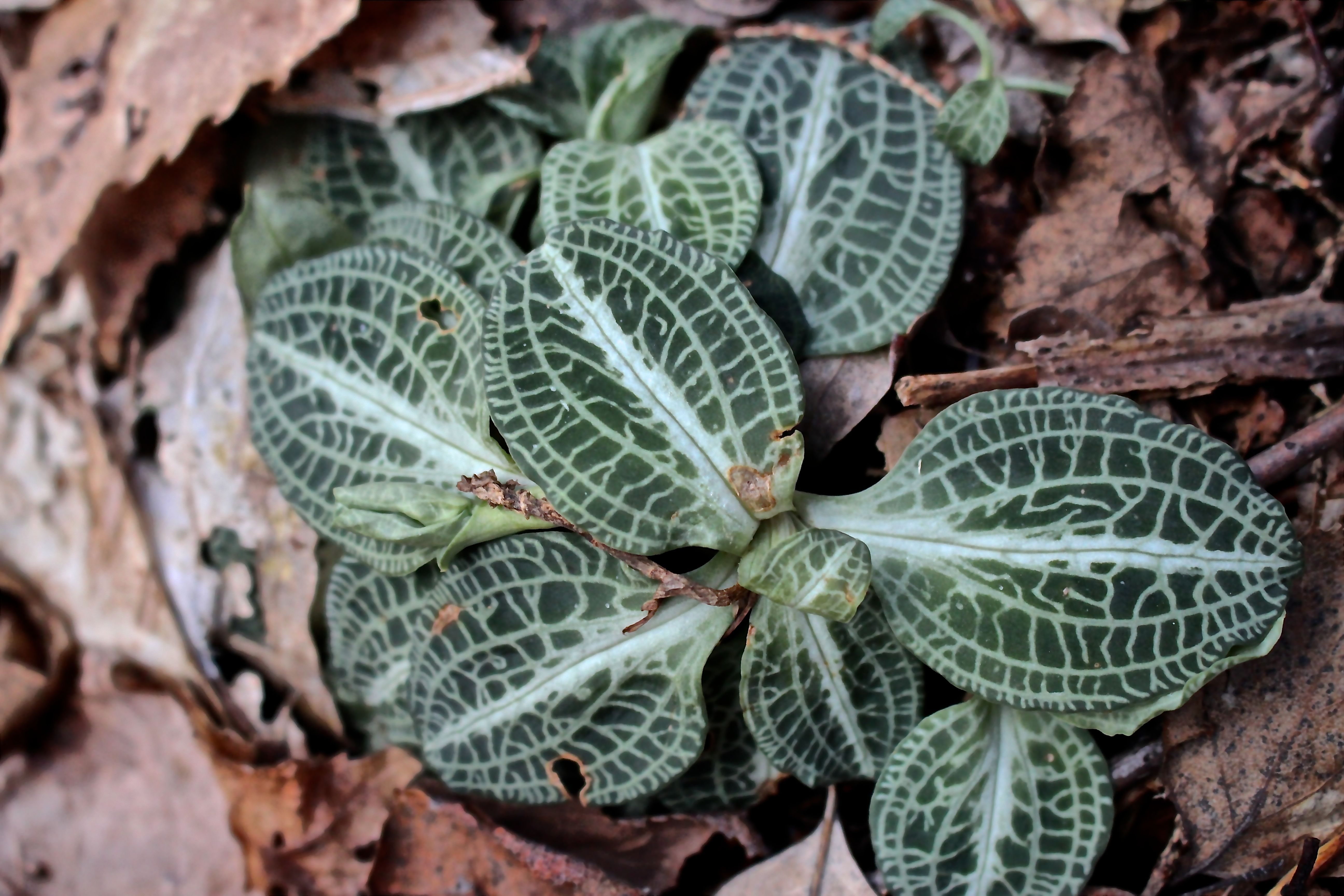 s-downy rattlesnake plantain