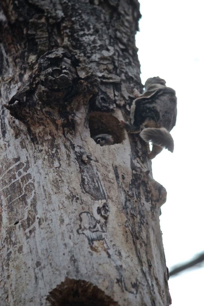 s-flying squirrels 1