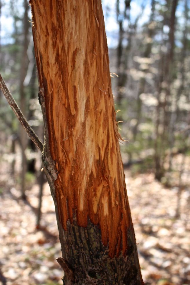 s-moose:striped maple